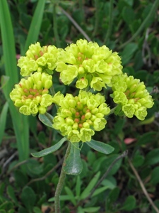 Eriogonum spp.